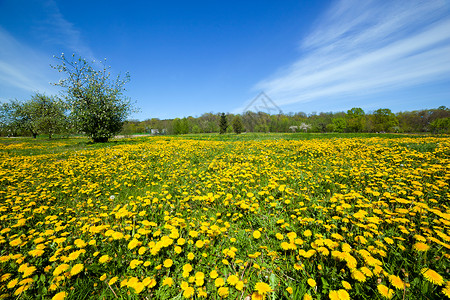 春地草原上满是花朵和绿草蓝天图片