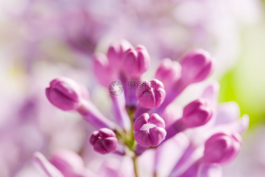 紫色春花紧贴的朵紫色春图片