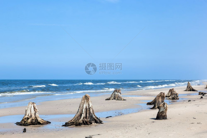 30年前的树干在暴风雨后的海滩上波兰罗的海慢温斯基公园独特的自然现象30年前的树干在暴风雨后的海滩上波兰罗的海慢温斯基公园图片