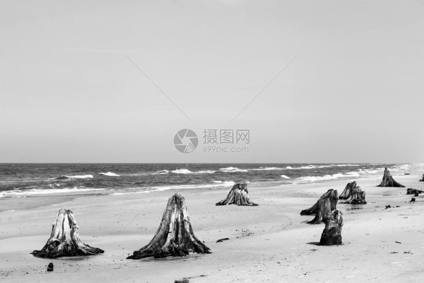 30年的树干在风暴后海滩上斯慢林基公园波罗的海兰独特的自然现象黑白斯慢林基公园波兰图片