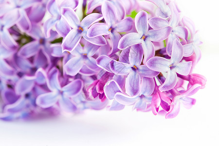 紫色春花紧地在白色上开花紫春开在白色上开花图片