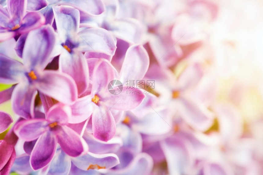 紫色春花紧贴的朵图片