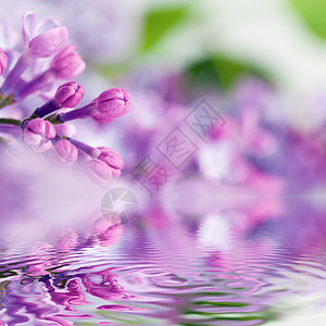紫色春花紧地开水反射西林加粗俗紫春花图片