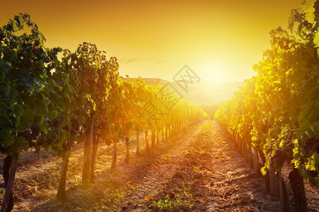 意大利托斯卡纳的葡萄园美景日落时葡萄酒农场意大利托斯卡纳的葡萄园景观图片