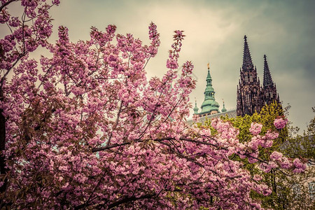 春天城市图捷克哈拉德卡尼圣维图大教堂布拉格城堡从春季花园中看到温和阴云的一天捷克哈拉德卡尼圣维图大教堂布拉格城堡从春季花园中看到背景
