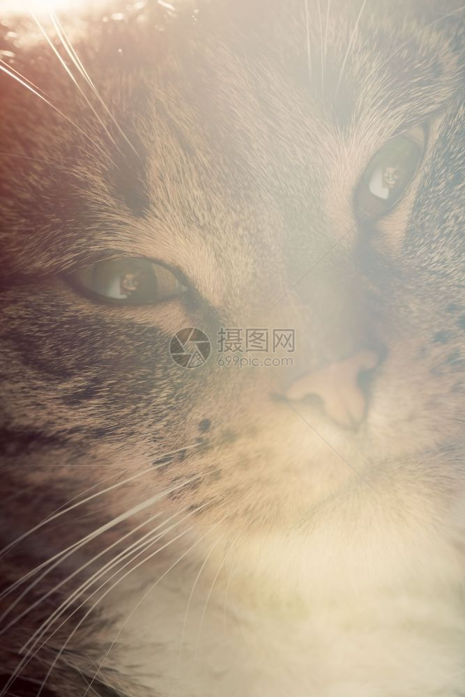 可爱的猫特写肖像沉睡快乐的时光可爱小猫系列图片