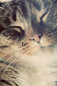 可爱的小猫肖像困睡时闭上眼睛快乐时光可爱的小猫系列图片