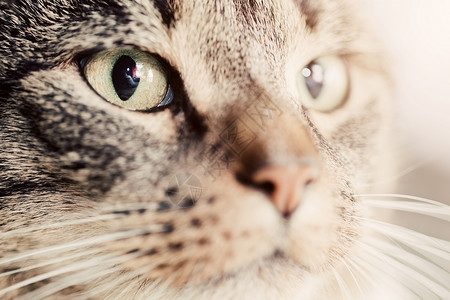猫特写肖像专注磁眼可爱的小猫系列图片