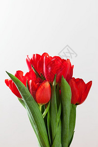 白色背景的红郁金香花束天然春或情人节和日主题白色背景的红郁金香花束图片