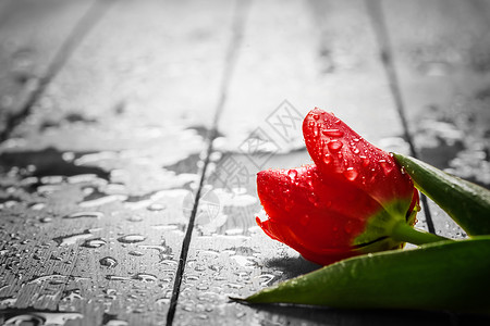枚红色花瓣雨鲜红色的郁金香花在木头上湿的早露春浪漫爱情概念人节和日但也可能是心碎的鲜红郁金香花在木头上湿的早露背景