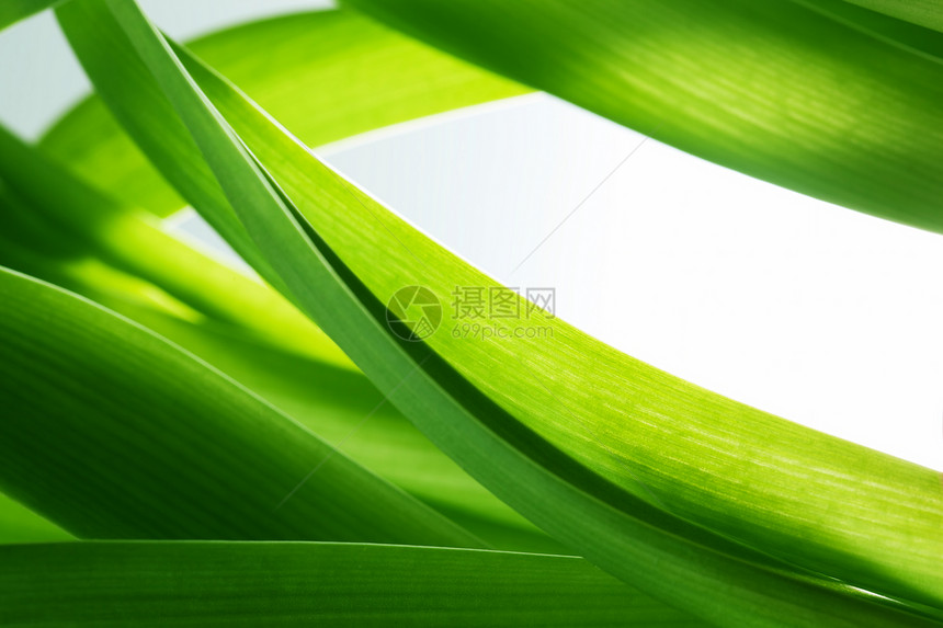 绿色草植物背景和白色复制空间新鲜自然组成图片