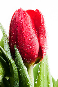 鲜红郁金香花在水中滴落孤立的白色春天大自然母亲节图片