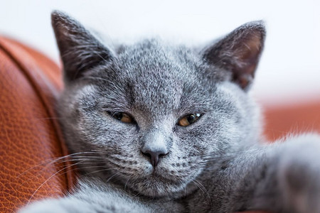 可爱的小猫肖像特写英国短发小猫蓝灰皮毛年轻可爱的小猫肖像特写图片