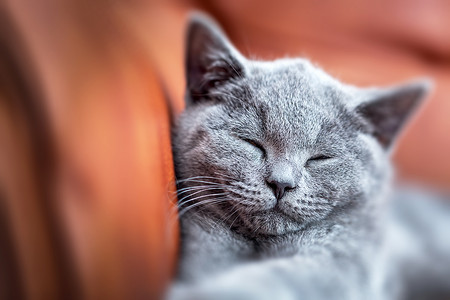 英国短发小猫用蓝色灰皮毛养小猫年轻可爱用皮沙发养背景图片