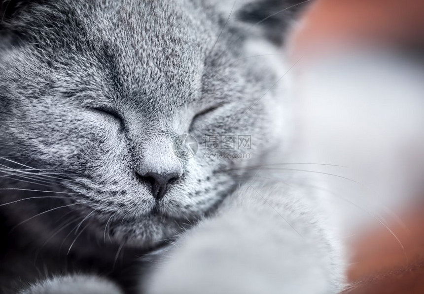 可爱的小猫肖像特写英国短发小猫蓝灰皮毛年轻可爱的小猫肖像特写图片