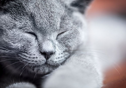 可爱的小猫肖像特写英国短发小猫蓝灰皮毛年轻可爱的小猫肖像特写背景图片