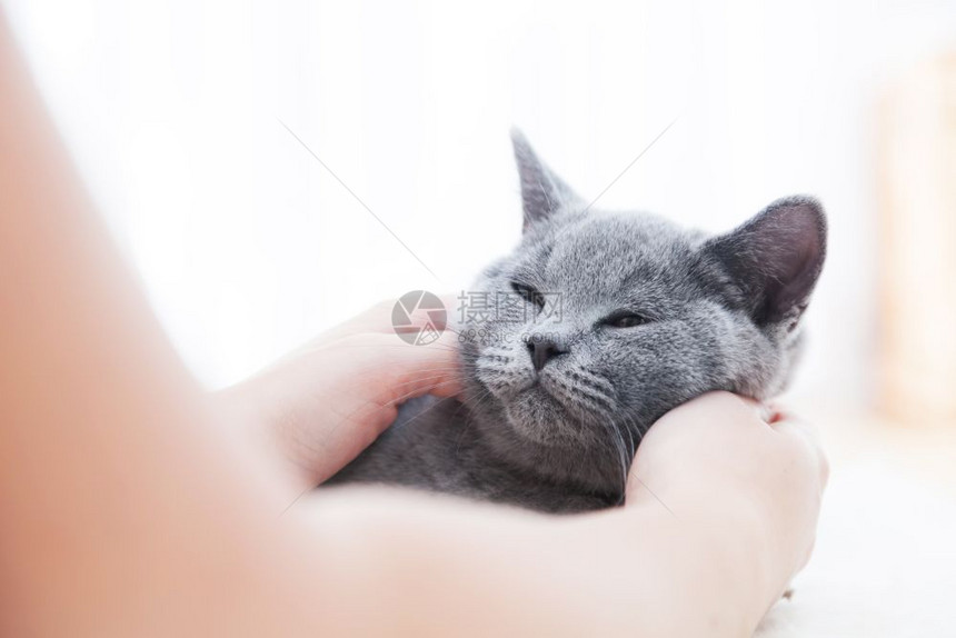 英国短发小猫蓝灰毛可爱玩白毛图片