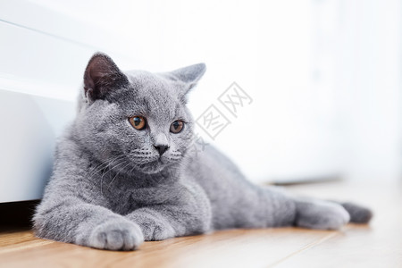 坐在木地板上的可爱小猫英国短发蓝灰皮毛的小猫可爱木地板上的可爱小猫图片