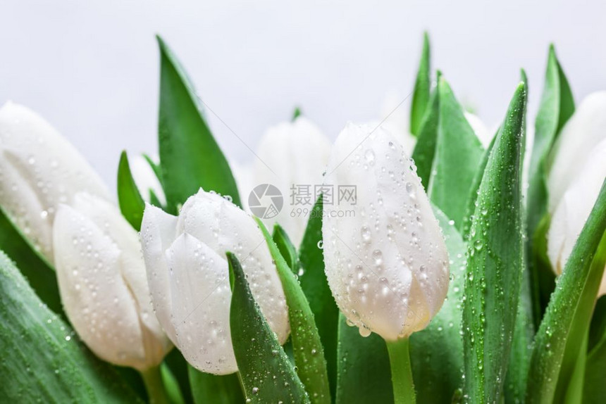 白色的郁金香花束有水滴紧贴在白色背景上春时主题新鲜的白色郁金香花束白色背景上春天图片