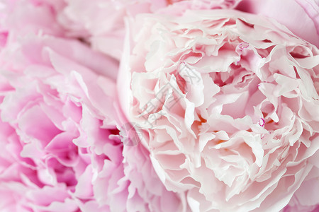 美丽的粉红色花背景图片
