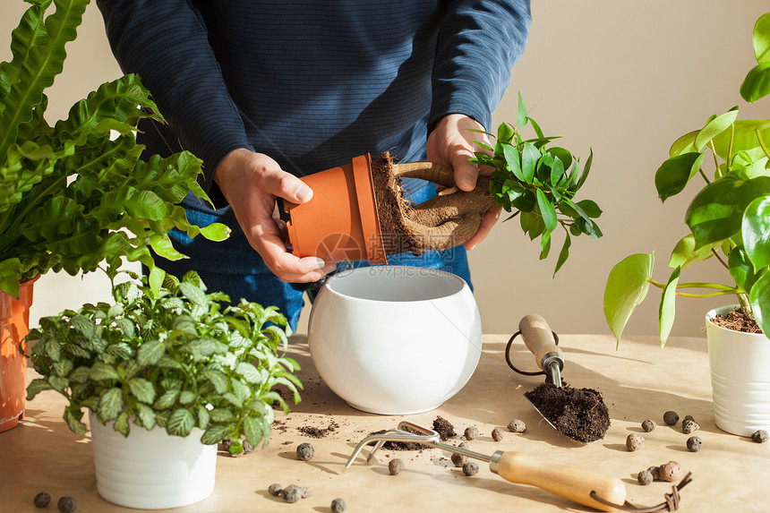 园艺在家种植男人搬图片