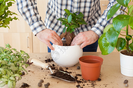 男人养护盆栽园艺在家种植男人搬背景