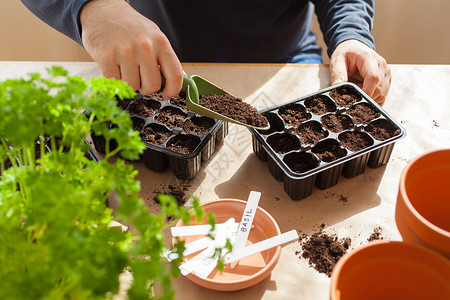 种植园艺在家里种植男人在发芽箱中播种子图片