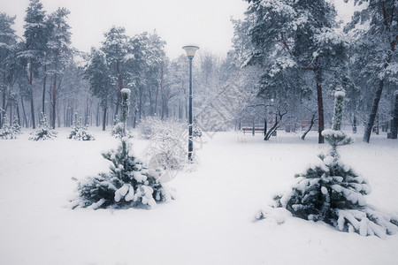 清晨冬季雪公园的班刀图片