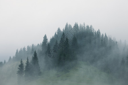 以潮流古老的代森林迷雾地貌高清图片