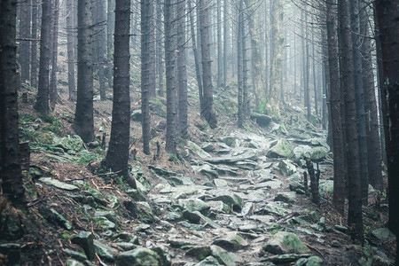 在雾中林地漫步图片