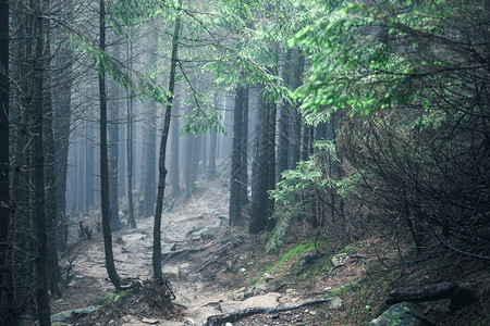 在雾云林地中漫步图片
