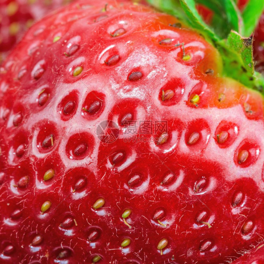 新鲜红成熟多汁草莓的宏观视图图片