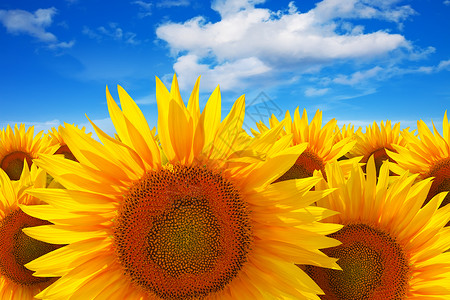 创造的自然背景色彩多的黄向日葵美丽地带笼罩着云彩的深蓝天空图片
