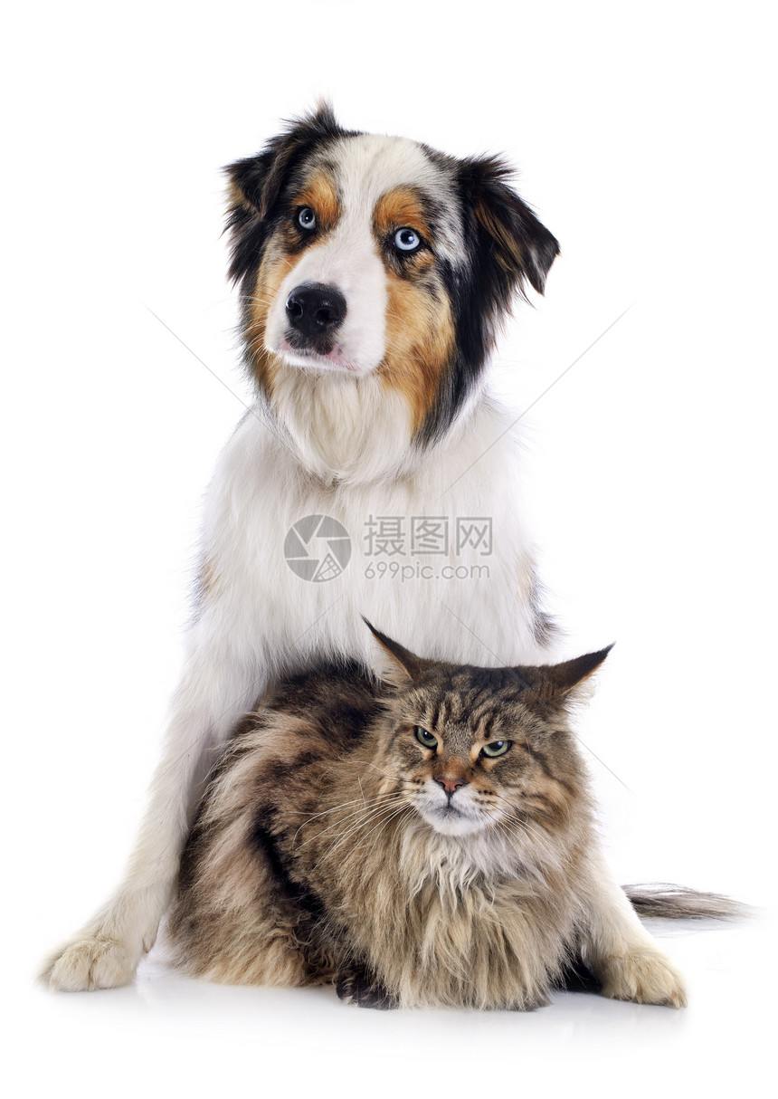 白色背景面前的狗和猫图片