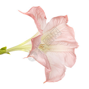白色背景面前的布鲁格曼西亚花朵图片