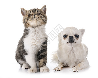 白色背景面前的异国短发小猫和吉华花图片