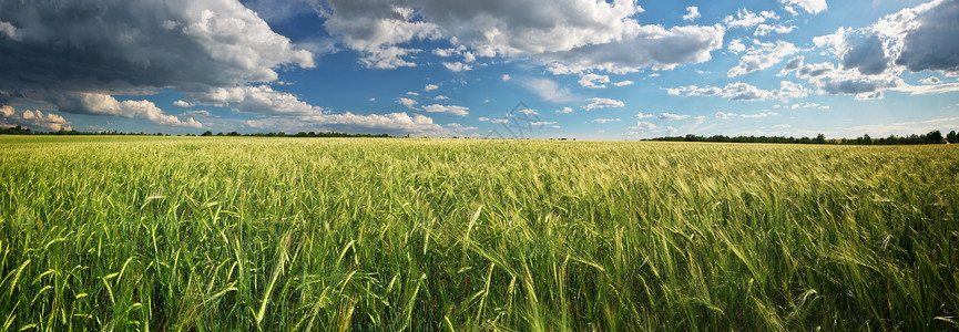 小麦的全景自然成分图片