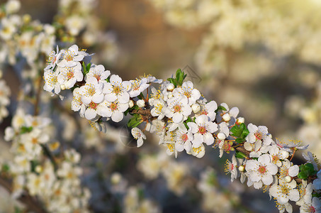 鲜花的春树自然成分图片