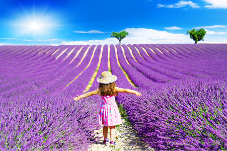 一个小女孩在普罗旺斯的熏衣草地之间行走背景图片
