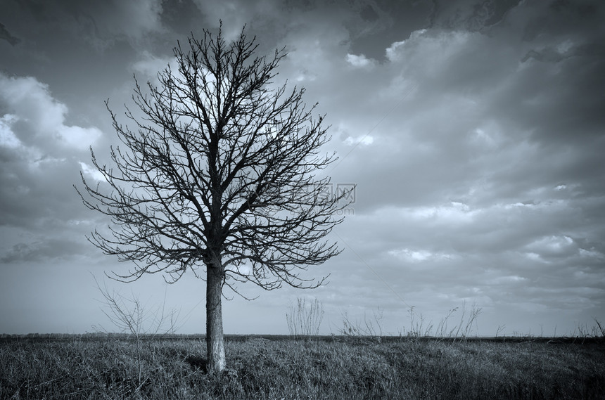 孤独的树自然构成图片