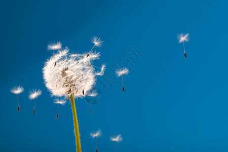 蓝色的风蓝色背景的花层背景