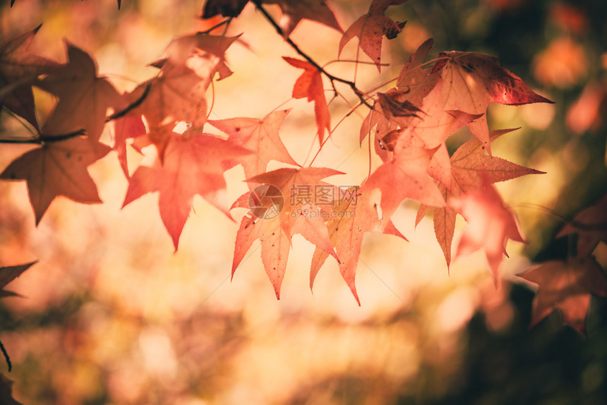 色彩多美丽的秋叶图片
