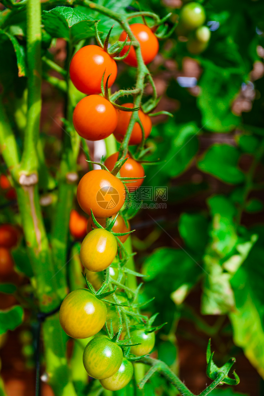 生长在温室的西红柿图片