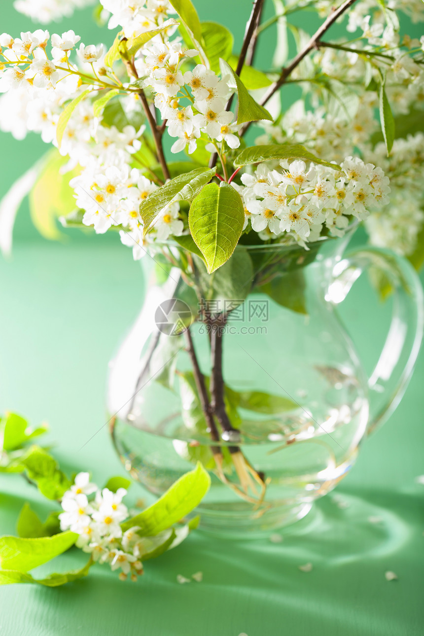 绿色背景的花瓶中盛开鸟樱图片