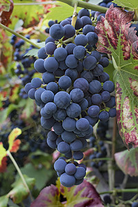 一大堆新鲜的熟蓝葡萄放在树上图片