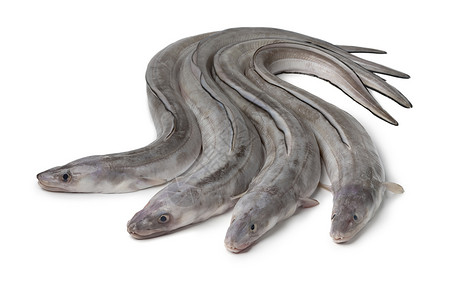 欧洲鳗鱼白色背景上孤立的新鲜生欧洲肠背景