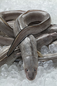 冰上新鲜生的欧洲香肠鱼供出售高清图片