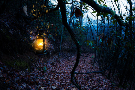 古老的黄灯笼在深沉的森林中图片