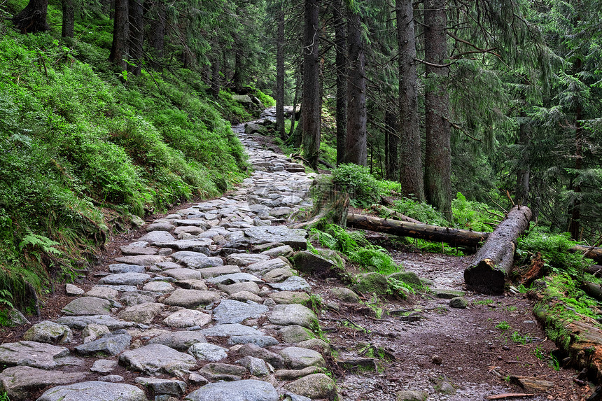 山上绿色夏月森林的落岩登山之路图片