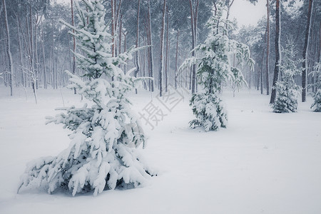 冬季森林中的雪树冬季自然景观背景图片